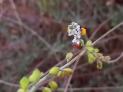 Monnina linearifolia
