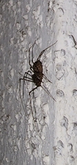 Scytodes globula