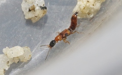 Neobisnius terminalis