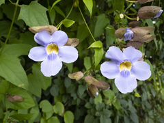 Thunbergia laurifolia