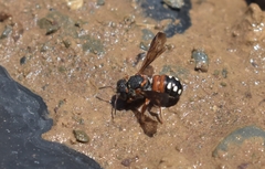 Epanthidium