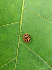 Henosepilachna vigintioctopunctata