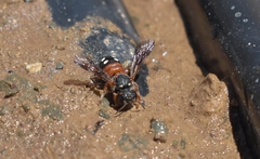 Epanthidium