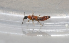 Neobisnius terminalis