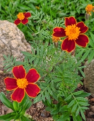 Tagetes patula
