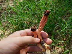 Simblum sphaerocephalum