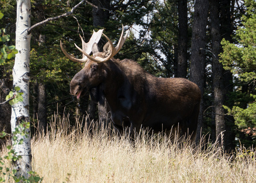 Shiras Moose photographed in Montana
