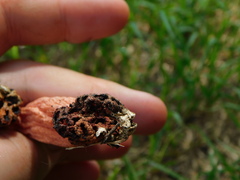 Simblum sphaerocephalum