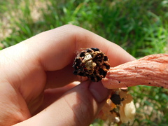 Simblum sphaerocephalum