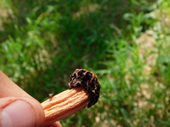 Simblum sphaerocephalum