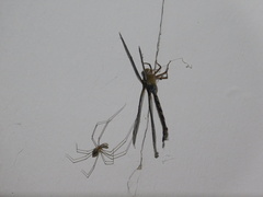 Gynacantha