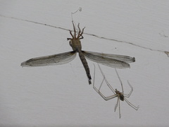 Gynacantha