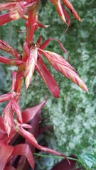 Tillandsia guatemalensis