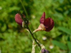 Macroptilium lathyroides