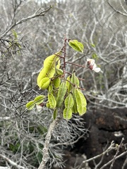 Piscidia carthagenensis
