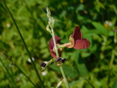 Macroptilium lathyroides