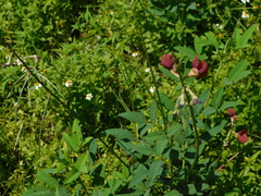 Macroptilium lathyroides