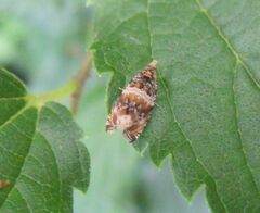 Celypha flavipalpana