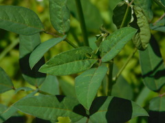 Macroptilium lathyroides