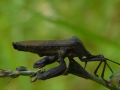 Anoplocnemis phasianus