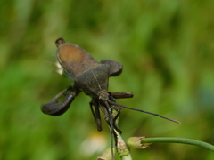 Anoplocnemis phasianus