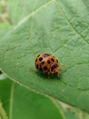 Henosepilachna vigintioctopunctata