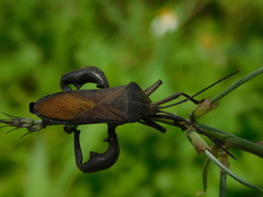 Anoplocnemis phasianus