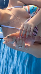 Cephalopholis cruentata