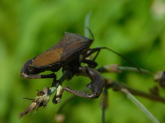 Anoplocnemis phasianus