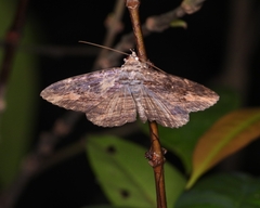 Anisoneura salebrosa