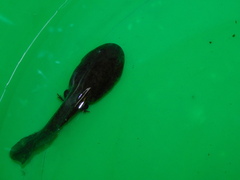Odontophrynus
