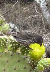 Geospiza scandens