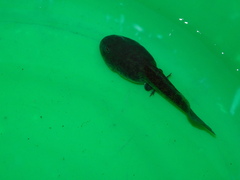 Odontophrynus