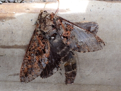 Dumbletonius characterifer