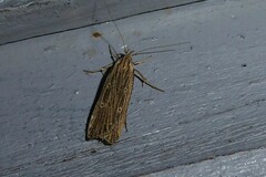 Anisoplaca ptyoptera