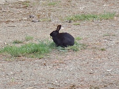 Oryctolagus cuniculus domesticus