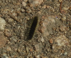 Lophocampa ingens