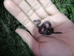Atractus trilineatus