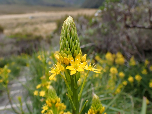 Image of Bulbinella hookeri by (c) Emily Roberts, some rights reserved (CC BY)