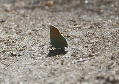 Callophrys affinis