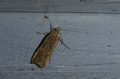 Anisoplaca ptyoptera