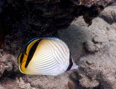 Chaetodon vagabundus