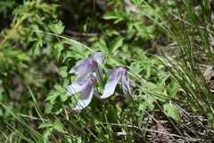Clematis occidentalis