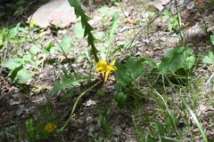 Crepis occidentalis