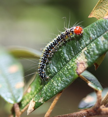 Uresiphita ornithopteralis