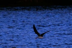Rynchops flavirostris