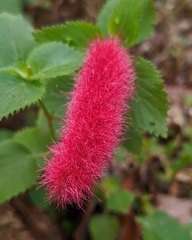 Acalypha pendula