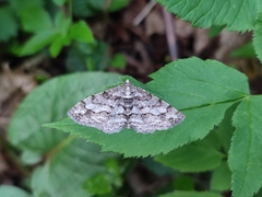 Paradarisa consonaria