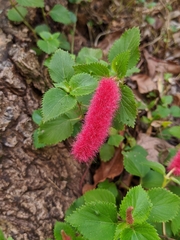 Acalypha pendula