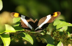 Adelpha fessonia